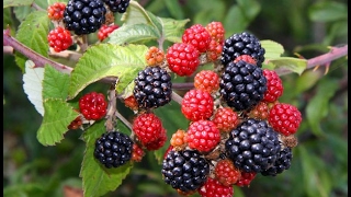 Propagating Blackberries  Rooting Cuttings [upl. by Funch691]