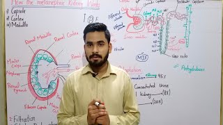 How The Metanephric Kidney Works In Urdu  Functioning Of Metanephric Kidney  BS Zoology  BSc MSc [upl. by Jethro534]