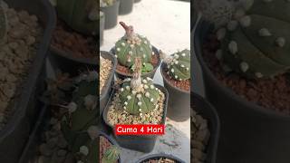 Update Hasil Polinasi Bunga Kaktus Astro 4 Hari yang lalu hasilnya begini aridzona kaktus cactus [upl. by Dorkas]