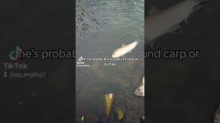 Fishing for big spillway Carp spillwayfishing spillwayfishing fish shortsviral [upl. by Sedaiuqlem]