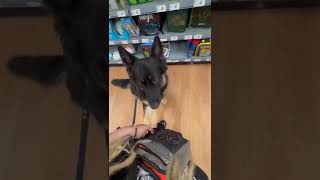 Assistance Dog Training Response Pt28 servicedog assistancedog germanshepherd [upl. by Rednazxela]