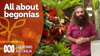 Exploring a stunning festival focused on begonias  Garden Inspiration  Gardening Australia [upl. by Clarie]