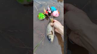 Fish catching fishing video paul cuffaro franklin seeber fish keeping pond rare fish [upl. by Neersan820]