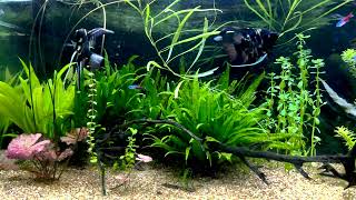 75 Gallon Planted Tank 6 Month Update No CO2 [upl. by Colt]