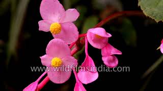 Himalayan monsoon time wild flowers Begonia dioica and picta Roscoea and more [upl. by Anoyek]