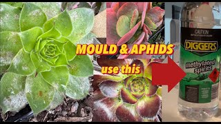 Mouldy Succulents amp Aphids succulentsplanterspot succulents australia aphids pest [upl. by Rosa]