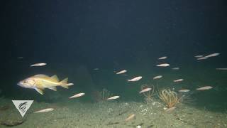 Rockfish recorded with the Benthic Observatory System [upl. by Neumark]