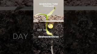 Así CRECEN las PLANTAS Cred amazingtubetimelapse [upl. by Eiram]