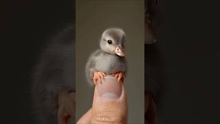 Very small mallard ducks are adorable cute teacupanimals [upl. by Wyne]