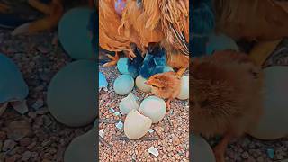 My Broody Hen hatching eggs to chicks viral shorts [upl. by Aneloaup392]