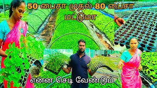 Road Side Nursery Visit  ரு 50 பைசா 80 பைசா போதும் எல்லா செடியும் கிடைக்கும்  DaMachans [upl. by Harhay422]