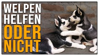 Eingreifen oder laufen lassen  Was tun wenn Hunde Hilfe brauchen  TGH 452 [upl. by Gothard]