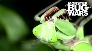 Giant Rainforest Mantis Vs Spiny Leaf Insect  MONSTER BUG WARS [upl. by Enahc328]