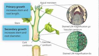 Visualizing Meristematic Tissue [upl. by Nelia]