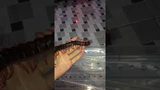 Scolopendra dehaani Vietnamese giant centipede handling [upl. by Assetnoc]