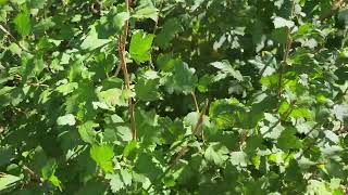 Alpine Currant Ribes alpinum aka Mountain Currant hedge in Sherwood Park AB Sept 20  TreeTimeca [upl. by Mathews587]