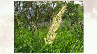 Вейник наземный или низкий Calamagrostis epigeios [upl. by Yelrihs]