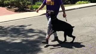 25000 fully trained Doberman obedience [upl. by Reave]