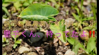 無肥料無農薬で食料自給自足 里芋くん、待ってたよ！！ １ヶ月前に植えた里芋の芽が出ず、心配な日々を過ごしていましたが、やっと発芽を確認することができました！ 何事も人事を尽くして天命を待つ、ですね。 [upl. by Arinaj]