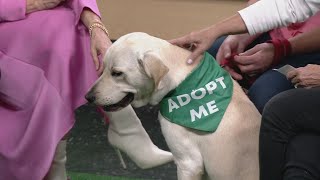 Clear the Shelters Meet Shane [upl. by Noble]