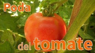 Cómo podar una tomatera  Planeta Huerto [upl. by Nollek]