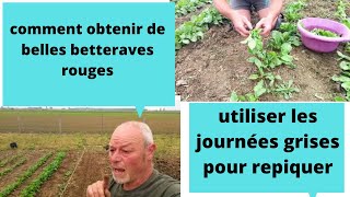 La betterave rouge au jardin  repiquage [upl. by Teerprug]