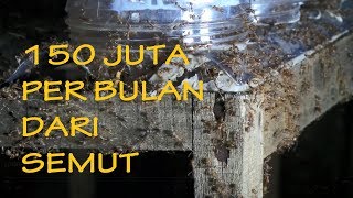 150 JUTA PER BULAN DARI SEMUT [upl. by Atsira]