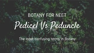 Pedicel Vs Peduncle The most confusing terms in Botany [upl. by Eelsel]