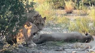 Khutse Game Reserve BOTSWANA  Adventures amp Wild [upl. by Eenimod]