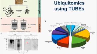 TUBEs High Affinity Ubiquitin Binding Reagents [upl. by Darees]