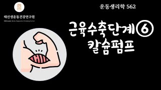 【562회】 골격근수축단계⑥ 칼슘을 재흡수시키는 고마운 펌프 calciumATPase pump [upl. by Ynnahc]