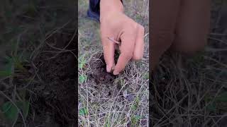 Digging cordyceps satisfying farming shorts [upl. by Immij]