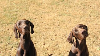 Essential Commands Every German Wirehaired Pointer Should Know [upl. by Maximilianus]