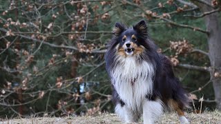 Training Your Shetland Sheepdog for Common Behavior Issues [upl. by Thunell454]