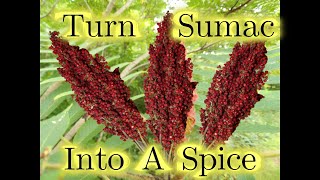 Sumacked with Flavor How to Make Sumac Spice [upl. by Hermosa]