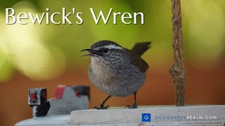 Bewicks wren guarding a nest [upl. by Henig190]