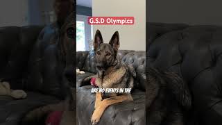 GSD Olympics funny dog sadiethesableshepherd [upl. by Odlonyer]