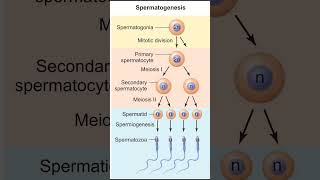 Gametogenesis  Spermatogenesis  Oogenesis [upl. by Keenan]