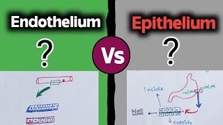 Epithelium vs Endothelium 😇 [upl. by Bronwen]