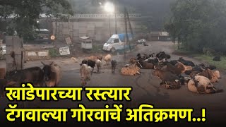 CMs Words Ring Hollow as Cows Reclaim Khandepar Streets  GOA365 [upl. by Nosam139]