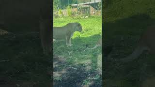 Lions at Blackpool zoo [upl. by Anastase]