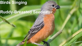 Birds Singing  Ruddy Breasted Seedeater  Sounds of Nature [upl. by Zilla]