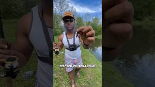 Easiest way to catch GIANT Bluegill [upl. by Siulesoj728]