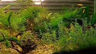 🙏 three foot natural aquarium plantation 💯 real plants aquarium redshrimp viralvideo [upl. by Ziwot662]