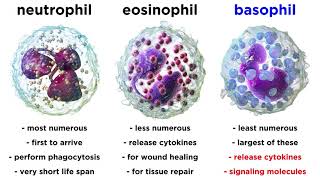 Types of Immune Cells Part 2 Myeloid and Lymphoid Lineages [upl. by Lowell889]