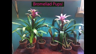 How To Bromeliad Pup Propogation [upl. by Anigue126]