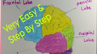 Human brain drawing easy amp step by step  How to draw human brain  Brain drawing for beginners [upl. by Igor337]