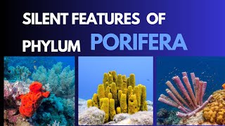 Porifera Characteristic features of the phylum porifera with examples zoology invertebrate [upl. by Anen]