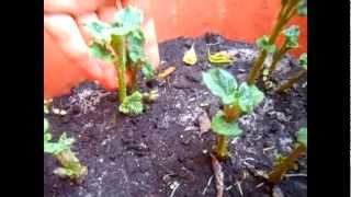 Growing Red Potato in a Container with Updates [upl. by Nnasus967]