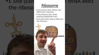 Ribosomes and Protein Synthesis [upl. by Sheehan]